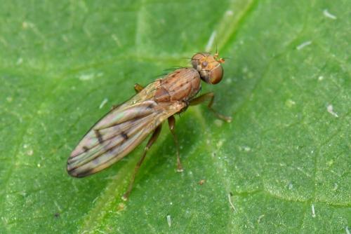 Opomyza florum